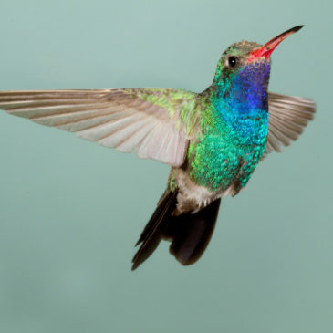 La dématérialisation : un acte colibri ?